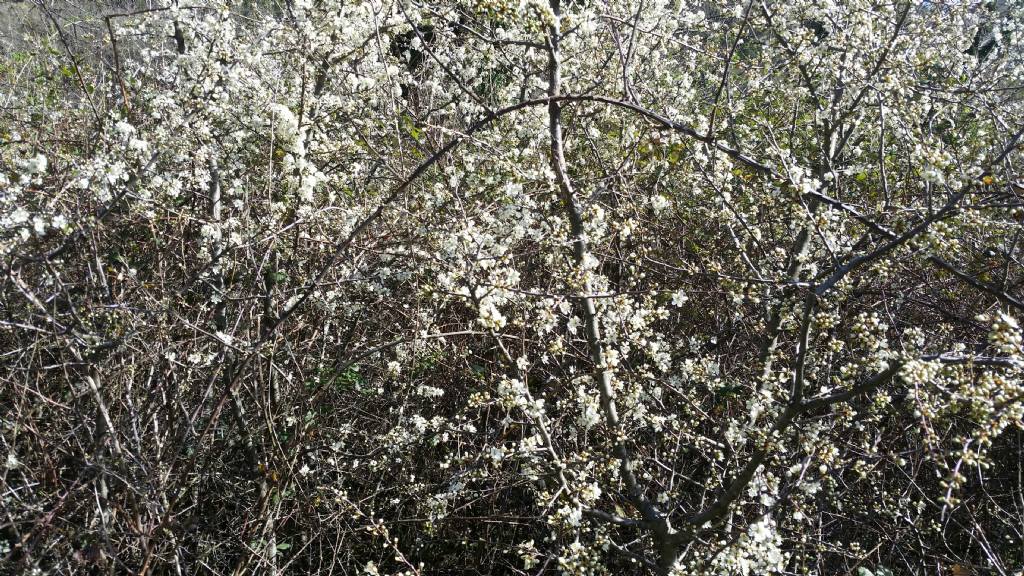 Prunus cerasus L. ? (Rosaceae)